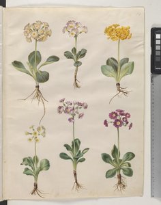 Primula ×pubescens Wulfen (tuin-aurikel) door Hans Simon Holtzbecker