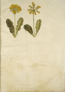 Primula veris (hybride van sleutelbloem); Primula veris (sleutelbloem) door Hans Simon Holtzbecker