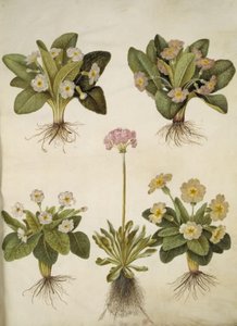 Primula vulgaris (hybride van grootbloemige sleutelbloem); Primula farinosa (meelbloemige sleutelbloem) door Hans Simon Holtzbecker