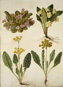 Primula vulgaris; Primula vulgaris (hybride van grootbloemige sleutelbloem); Primula veris (hybride van holkranssleutelbloem)