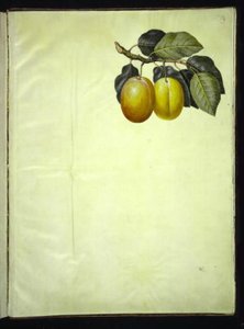 Prunus domestica (pruim)
