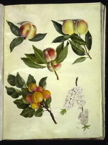 Prunus persica (perzik); Prunus armeniaca (abrikoos)