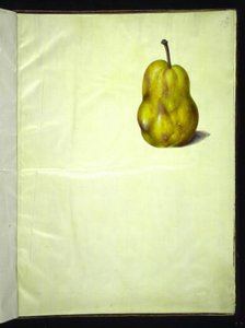 Pyrus communis (gewone peer) door Hans Simon Holtzbecker