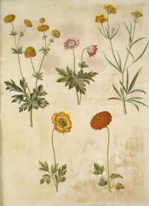 Ranunculus acris (scherpe boterbloem); Anemone nemorosa (bosanemoon); Ranunculus illyricus (steppeboterbloem); Ranunculus asiaticus (tuinboterbloem) door Hans Simon Holtzbecker