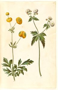 Ranunculus acris (boterbloem); Ranunculus aconitifolius (zilveren boterbloem)