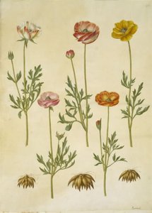Ranunculus asiaticus (tuinranonkel) door Hans Simon Holtzbecker