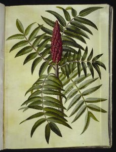 Rhus typhina (fluweelboom)