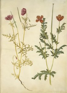 Roemeria hybrida (violette hoornpapaver); Glaucium corniculatum (rode hoornpapaver) door Hans Simon Holtzbecker