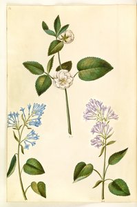 Rosa (?) (roos); Syringa vulgaris (gewone sering)