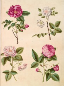 Rosa gallica (apothekersroos); Rosa ×alba (witte roos); Rosa gallica (Rosa Mundi); Rosa ×centifolia (honderdbladroos)