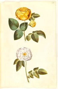 Rosa hemisphaerica (zwavelgele roos); Rosa ×alba (witte roos) door Hans Simon Holtzbecker