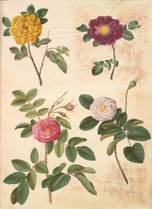 Rosa hemisphaerica; Rosa gallica; Rosa ×damascena door Hans Simon Holtzbecker