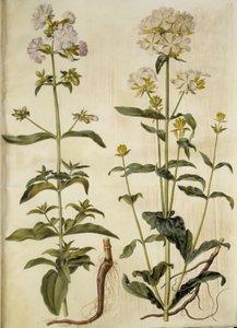 Saponaria officinalis (gewone zeepkruid) door Hans Simon Holtzbecker