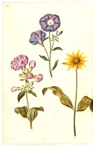 Saponaria officinalis (echte zeepkruid); Convolvulus tricolor (driekleurige winde); Helianthus (?) (zonnebloemsoort) door Hans Simon Holtzbecker
