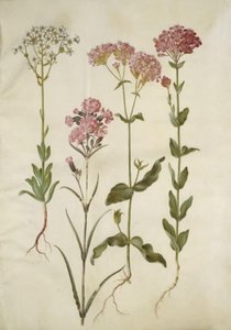 Saxifraga paniculata (rotssteenbreek); Silene viscaria (gewone pekbloem); Silene armeria (bundel-silene) door Hans Simon Holtzbecker