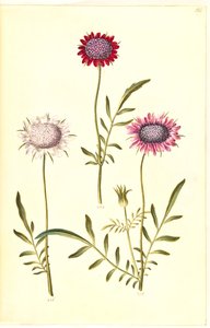 Scabiosa atropurpurea (weduwenbloem)