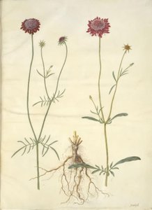 Scabiosa atropurpurea (enkeblomst)