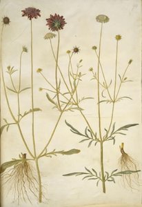 Scabiosa atropurpurea (weduwenbloem); Scabiosa columbaria (duifskabiose) door Hans Simon Holtzbecker