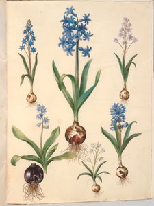 Scilla bifolia (tweebladige scilla); Hyacinthus orientalis (gewone hyacint); Scilla amoena (hemelsblauwe scilla)