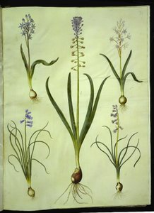 Scilla bifolia (tweebladige scilla); Muscari comosum (pluimhyacint); Brimeura amethystina (Pyrenese hyacint)