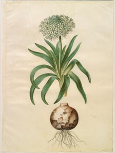 Scilla peruviana (reuzen-scilla)