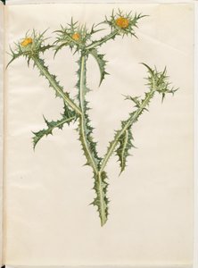 Scolymus hispanicus (Spaanse goudistel) door Hans Simon Holtzbecker