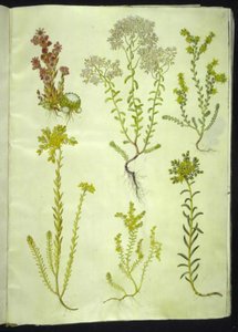 Sempervivum arachnoideum; Sedum album; Sedum acre; Sedum rupestre; Sedum sexangulare door Hans Simon Holtzbecker