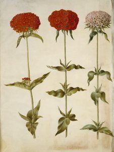 Silene chalcedonica (brandende liefde)