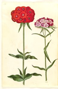 Silene chalcedonica (brandende liefde); Dianthus barbatus (duizendschoon) door Hans Simon Holtzbecker