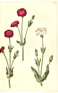 Silene coronaria (krone-limurt)