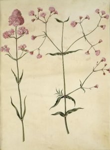 Silene viscaria (gewone pekbloem); Silene (koekoeksbloem)
