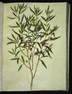 Solanum pseudocapsicum (Jeruzalem-koraalbes)