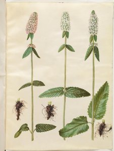 Stachys officinalis (geneeskrachtige betonie)