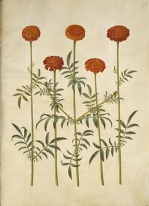 Tagetes patula door Hans Simon Holtzbecker