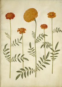 Tagetes patula (uitgespreide fluweelbloem); Tagetes erecta (opgerichte fluweelbloem)