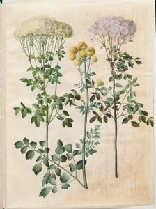 Thalictrum aquilegiifolium (akelei-frøstjerne); Thalictrum flavum (gele frøstjerne) door Hans Simon Holtzbecker