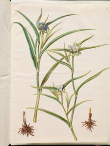 Tradescantia virginiana of Tradescantia ohiensis (bloemjood of ohio-bloemjood) door Hans Simon Holtzbecker