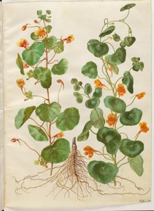 Tropaeolum minus (kleine Oost-Indische kers) door Hans Simon Holtzbecker