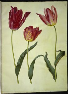 Tulipa gesneriana (tuin-tulp) door Hans Simon Holtzbecker