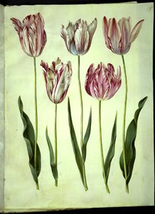 Tulipa gesneriana (tuin-tulp) door Hans Simon Holtzbecker
