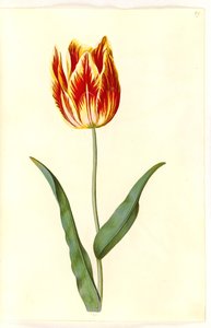 Tulipa gesneriana (tuin-tulp)