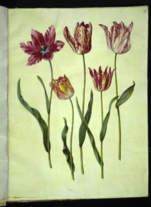 Tulipa gesneriana (tuin-tulp)