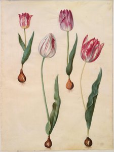 Tulipa gesneriana (tuin-tulp)