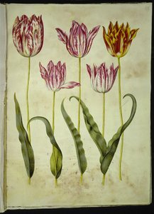 Tulipa gesneriana (tuin-tulp)