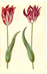 Tulipa gesneriana (tuin-tulp)