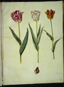 Tulipa gesneriana (tuin-tulp)