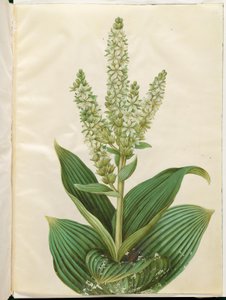Veratrum album (witte nieswortel) door Hans Simon Holtzbecker