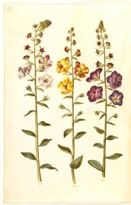 Verbascum blattaria (klase-kongelys); Verbascum phoeniceum (purpur-kongelys) door Hans Simon Holtzbecker