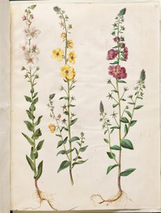 Verbascum blattaria (tak-verbascum); Verbascum phoeniceum (paarse verbascum) door Hans Simon Holtzbecker