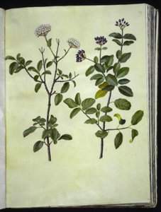 Viburnum tinus (winter-sneeuwbal) door Hans Simon Holtzbecker